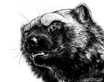 2015 ambiguous_gender black_and_white blackteagan feral fur gulonine mammal monochrome mustelid musteline simple_background sketch solo teeth whiskers white_background wolverine
