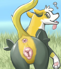 animal_genitalia animal_vulva anus butt canine_genitalia canine_vulva female feral genitals grass open_mouth plant presenting question_mark solo tongue tongue_out vulva conditional_dnp flak_wizard nintendo pokemon boltund canid canine generation_8_pokemon mammal pokemon_(species) hi_res