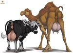 2020 absurd_res anatomically_correct anatomically_correct_genitalia anatomically_correct_pussy animal_genitalia animal_pussy anus bedroom_eyes big_teats bovid bovine bovine_genitalia bovine_pussy butt calira_(mcfan) camel camelid cattle duo female feral genitals hi_res licking licking_lips looking_at_viewer looking_back mammal margot_(mcfan) narrowed_eyes presenting presenting_anus presenting_hindquarters presenting_pussy presenting_teats pussy raised_tail seductive simple_background tail tail_anus take_your_pick teats teeth tongue tongue_out truegrave9 udders veiny_udders