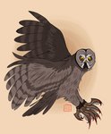 battle_claws blood bodily_fluids claws feathers feral flying grey_body grey_feathers male simple_background solo toe_claws yellow_eyes kabuki-aku guardians_of_ga'hoole twilight_(gogh) avian bird great_grey_owl owl strix_(genus) true_owl hi_res