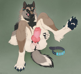 animal_genitalia animal_penis anthro ball_tuft balls big_penis black_body black_fur brown_body brown_fur canine_genitalia canine_penis claws collar fur genitals green_background knot knot_root knotted_penis licking licking_lips licking_own_lips male multicolored_body multicolored_fur nude_anthro nude_male pawpads paws penis presenting sheath simple_background solo tan_body tan_fur toe_claws tongue tongue_out tuft sobakasatany canid canine canis domestic_dog german_shepherd herding_dog mammal pastoral_dog hi_res