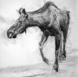 black_body female feral looking_aside looking_away realistic simple_background solo standing walking white_background geordie_millar deer mammal moose new_world_deer 2006 charcoal_(artwork) formal_art monochrome traditional_media_(artwork)