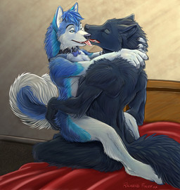anthro anthro_on_anthro barefoot bed bedding bedroom black_body black_collar black_fur black_lips black_nose blue_body blue_eyes blue_fur blue_hair bone_collar_tag bone_tag buckled_collar carpet claws collar collar_only collar_tag curled_tail detailed_background duo eyes_closed feet finger_claws fluffy fluffy_tail from_front_position fur furniture hair half-closed_eyes humanoid_hands indoor_nudity indoor_sex inside intraspecies licking lips male male/male male_on_bottom male_on_top mastery_position multicolored_body multicolored_fur narrowed_eyes nude on_bed on_bottom on_lap on_top paws pink_tongue romantic romantic_couple sex side_view sitting sitting_on_another sitting_on_bed sitting_on_lap smile tail teeth text_on_collar_tag toe_claws tongue tongue_out two_tone_body two_tone_fur wearing_collar white_body white_fur richard_foley moonstalker_(character) canid canine canis domestic_dog mammal wolf 2007 digital_media_(artwork) signature unavailable_at_source