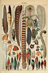 absurd_res adolphe_millot ambiguous_gender ancient_art andean_cock-of-the-rock avian beak biological_illustration biped bird chrysolophus cockatoo corpse feathered_wings feathers feral french_text galliform golden_pheasant great_crested_grebe green_body green_feathers group hi_res major_mitchell's_cockatoo male manakin new_world_suboscine oscine paradisaeid parrot passerine peacock_feather peafowl phasianid public_domain red_body red_feathers suboscine technical_illustration text traditional_media_(artwork) wings zoological_illustration