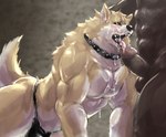 abs all_fours anthro balls biped black_clothing black_collar black_nose black_sclera black_underwear blush bodily_fluids brown_balls brown_body brown_penis bulge clothed clothed_anthro clothed_male clothing collar cum cum_on_arm cum_on_chest cum_on_face duo erection faceless_character faceless_male fangs fur genital_fluids genitals glans glistening glistening_body humanoid_genitalia humanoid_penis looking_up male male/male male_anthro male_focus multicolored_body multicolored_fur muscular muscular_anthro muscular_male nude nude_male open_mouth pecs penis penis_on_face pupils raised_tail solo_focus submissive submissive_anthro submissive_male tail tan_body tan_fur teeth tongue tongue_out underwear white_body white_fur white_inner_ear yellow_eyes kemonokoko ambiguous_species canid canine mammal 2022 absurd_res digital_media_(artwork) hi_res