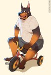 anthro bicycle black_body black_fur bottomwear clothing cycling fur male overweight overweight_male shirt shorts solo topwear tricycle vehicle borkthunder dante_(borkthunder) canid canine canis dobermann domestic_dog mammal pinscher 2023 hi_res