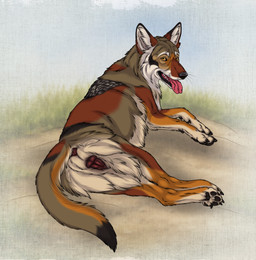 animal_genitalia animal_vulva anus black_body black_fur black_nose black_pawpads black_tail_tip brown_body brown_fur canine_genitalia canine_vulva dipstick_tail female feral fluffy fluffy_tail fur genitals grey_body grey_fur head_turned inner_ear_fluff looking_at_viewer looking_back looking_back_at_viewer lying markings multicolored_body multicolored_fur multicolored_tail on_side open_mouth pawpads paws pink_tongue pointy_ears prick_ears quadruped snout solo tail tail_markings tan_body tan_fur tongue tongue_out tuft vulva white_inner_ear_fluff yellow_eyes kodaac yops_(psychedelicyops) canid canine canis coyote mammal 2026 hi_res