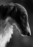 ambiguous_gender ears_down feral fur looking_at_viewer mouth_closed photorealism pivoted_ears realistic_lighting realistic_shading side_view snout solo john_furrman borzoi canid canine canis domestic_dog hunting_dog mammal sighthound 2019 black_and_white digital_media_(artwork) greyscale monochrome shaded