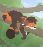 anthro branch leaf male markings outside piercing sleeping smile solo nirsiera deadero ailurid mammal red_panda hi_res