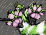 claws feet foot_fetish paws soles toes tops wroon muffinvinvin renki canid canine mammal procyonid raccoon absurd_res hi_res