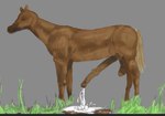 animal_genitalia big_penis bodily_fluids cum ejaculation equine_genitalia feral genital_fluids genitals grass half-erect long_penis male penis plant simple_background solo vein veiny_muscles thorius equid equine horse mammal