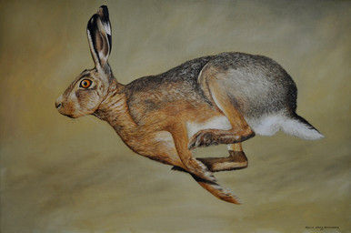 ambiguous_gender feral fur orange_eyes photorealism realistic running solo whiskers chandlerwildlifeart hare lagomorph leporid mammal oil_painting_(artwork) painting_(artwork) traditional_media_(artwork) traditional_painting_(artwork)