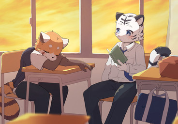 anthro book bottomwear classroom clothing desk duo eyes_closed fur furniture holding_book holding_object kemono male male/male necktie pants reading school school_uniform sitting sleeping sleeping_on_desk table uniform white_body white_fur young young_anthro young_male shibireru ailurid felid mammal pantherine red_panda tiger 2025 absurd_res hi_res japanese_description