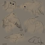 anatomy study avian barn_owl bird owl tyto tytonid 1:1 sketch