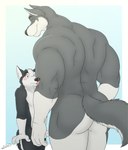 4_fingers anthro anthro_on_anthro back_muscles big_butt big_muscles black_body black_fur black_nose blue_eyes blush butt chin_tuft duo facial_tuft fingers flirting fur grey_body grey_fur head_tuft humanoid_hands inner_ear_fluff larger_anthro larger_male looking_at_another looking_down male male/male muscular muscular_anthro muscular_male nose_markings nude rear_view size_difference surprise tail tail_tuft tongue tongue_out tuft white_body white_fur wide_eyed yellow_eyes juano canid canine canis domestic_dog husky mammal nordic_sled_dog spitz wolf hi_res