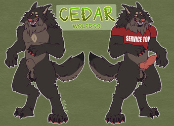 animal_genitalia animal_penis anthro big_muscles bottomless bottomless_anthro bottomless_male canine_genitalia canine_penis circle_eyebrows claws clothed clothing crop_top dewclaw eyebrows fluffy fluffy_tail genitals knot knotted_penis male male_anthro muscular muscular_anthro muscular_male penis service_top service_top_clothing sheath shirt solo standing tail teeth text text_on_clothing topwear yellow_eyes muttrub cedar_(muttrub) canid canine canis hybrid mammal wolf wolfdog hi_res model_sheet
