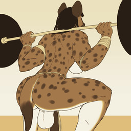 anthro backsack balls big_balls biped bottomwear breasts brown_body brown_fur brown_hair butt clothing crouching exercise flaccid fur genitals gynomorph hair ineffective_clothing ineffective_loincloth intersex loincloth muscular muscular_anthro muscular_gynomorph muscular_intersex penis saggy_balls simple_background solo weightlifting weights workout nikcesco hyena mammal spotted_hyena 1:1 2016 hi_res