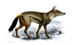 1870 19th_century ambiguous_gender ancient_art black_body black_fur black_nose black_tail brown_body brown_fur canid canine canis digitigrade feral full-length_portrait fur greyscale_background hi_res j._g._keulemans jackal mammal multicolored_body multicolored_fur nude outside plant portrait public_domain quadruped side-striped_jackal side_view signature solo tail text traditional_media_(artwork)