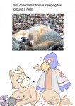 anthro caught_in_the_act duo fur humor male nest photo sleeping text toony worried ziggy_s nintendo star_fox falco_lombardi fox_mccloud avian bird canid canine falcon falconid fox mammal english_text hi_res meme photography_(artwork)