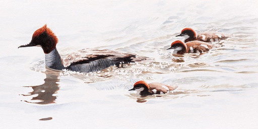 brown_body brown_feathers family feathers female feral grey_body grey_feathers group multicolored_body multicolored_feathers partially_submerged photorealism realistic realistic_feral red-feathers white_body white_feathers young renum63 anatid anseriform avian bird common_merganser duck sawbill sea_duck 2013 acrylic_painting_(artwork) painting_(artwork) traditional_media_(artwork) traditional_painting_(artwork) mother_(lore) mother_and_child_(lore) parent_(lore) parent_and_child_(lore)