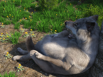 abdominal_bulge after_vore belly big_belly feral feral_pred fur grey_body grey_fur male open_mouth oral_vore same_size_vore sitting vore werewolfcz canid canine canis mammal wolf 3d_(artwork) 4:3 digital_media_(artwork) hi_res