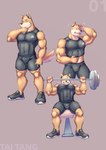 anthro barbell big_muscles bottomwear bulge clothing compression_shirt compression_shorts detailed_bulge exercise footwear fur male multicolored_body multicolored_fur muscular muscular_anthro muscular_male shoes shorts solo tan_body tan_fur tight_clothing two_tone_body two_tone_fur weightlifting workout taitangtai3 canid canine mammal hi_res