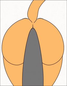 anthro black_dildo black_nose blue_eyes butt dildo dipstick_tail ears_down ears_up genitals green_tail_tip male markings nude orange_butt orange_ears orange_legs orange_tail penis pivoted_ears riding_dildo riding_toy sex sex_toy simple_background solo tail tail_markings tail_motion tongue tongue_out alpog21_(artist) trod domestic_cat felid feline felis mammal 2022 animated digital_media_(artwork) loop