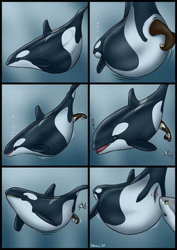 ambiguous_feral ambiguous_gender ambiguous_prey birth black_body female female_feral female_pred feral feral_pred feral_prey genitals group mammary_slits rebirth trio unbirthing underwater vaginal vore vulva water white_body young young_feral dolorcin aquatic cetacean dolphin fish mammal oceanic_dolphin orca shark toothed_whale comic hi_res