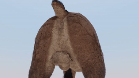 animal_genitalia anus balls big_balls butt butt_shot feral genitals hair male male_feral mane mane_hair perineum raised_tail realistic_feral rear_view sheath solo tail walk_cycle walking bokonus mikeiscool12345 kuruk_(character) bear brown_bear grizzly_bear mammal ursine 3d_(artwork) 3d_animation animated digital_media_(artwork) loop