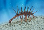 ambiguous_gender black_eyes dot_eyes feral multi_leg multi_limb multicolored_body solo spikes spikes_(anatomy) spines underwater water olorotitan_(artist) hallucigenia lobopod marine worm xenusiid 2016 digital_drawing_(artwork) digital_media_(artwork)