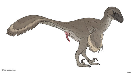 animal_genitalia black_claws black_face brown_body brown_eyes claws cloaca cloacal_penis countershading erection feathers feral genitals looking_at_viewer male penis pink_penis pubic_boot raised_tail red_penis seminal_groove side_view simple_background small_penis solo tail tail_fan three-quarter_view white_background winged_arms wings zw3 dinosaur dromaeosaurid dromaeosaurus feathered_dinosaur feathered_scalie prehistoric_species reptile saurischian scalie theropod 16:9 2025 digital_media_(artwork) hi_res widescreen