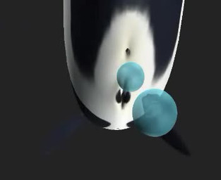 anal anal_vore animal_genitalia animal_penis anus black_background black_body bubble cetacean_genitalia cetacean_penis erection feral feral_pred genitals male male_pred object_vore penis simple_background tapering_penis vore white_body rayverak cetacean dolphin mammal marine oceanic_dolphin orca toothed_whale 3d_(artwork) 3d_animation animated digital_media_(artwork) long_playtime low_res webm