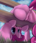 2016 absurd_res against_fence against_surface anus bodily_fluids butt clitoris cutie_mark digital_media_(artwork) dripping earth_pony equid equine exposed female fence feral friendship_is_magic genital_fluids genitals grass hasbro hi_res horse looking_through looking_through_legs low-angle_view mammal my_little_pony outside pinkie_pie_(mlp) plant pony presenting presenting_hindquarters pussy quadruped smile sodiav solo stuck vaginal_fluids