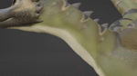 ambiguous_gender feral fully_inside green_body green_scales male offscreen_character oral_vore scales solo spike_ridge swallowing vore wings gushyguts mythology green_dragon_(untied_verbeger) dragon mythological_creature mythological_scalie scalie 16:9 3d_(artwork) 3d_animation animated digital_media_(artwork) no_sound short_playtime webm widescreen