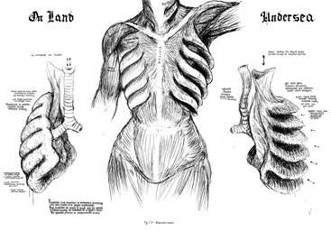 ambiguous_gender amphibious anatomy anatomy_chart anthro chart gills lung organs solo sternum text unusual_anatomy hladilnik lonely_shark_(hladilnik) aquatic fish shark 2025 black_and_white english_text hi_res monochrome