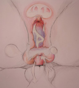 animal_genitalia animal_penis animal_vulva ass_to_ass balls bodily_fluids canine_genitalia canine_penis canine_vulva cervical_contact cervix cum cum_drip cum_in_uterus cum_inside dripping duo ejaculation erection faceless_character faceless_feral female female_penetrated feral feral_on_feral feral_penetrated feral_penetrating feral_penetrating_feral genital_fluids genital_focus genitals internal internal_vaginal intraspecies knot knot_root knotted_penis knotting low-angle_view male male/female male_penetrating male_penetrating_female penetration penile penile_penetration penis penis_in_vagina reverse_doggystyle sex sheath uterus vaginal vaginal_knotting vaginal_penetration vein veiny_penis vulva x-ray_view loobylewds canid mammal absurd_res hi_res traditional_media_(artwork)