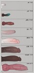 animal_genitalia animal_penis anthro big_black_cock biped black_body black_penis black_skin brown_body brown_penis brown_skin canine_genitalia canine_penis chart disembodied_penis erection foreskin genitals group humanoid_genitalia humanoid_penis knot male measurements partially_retracted_foreskin penis penis_chart retracted_foreskin text vein veiny_penis casloafy penis_lineup andrew_(casloafy) zaya_(andrewhitebunny) canid canine lagomorph leporid mammal rabbit 2024 dated digital_media_(artwork) english_text hi_res