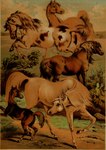 ambiguous_gender anus equine_anus feral group hooves mane plant quadruped tail young young_feral hugh_craig public_domain arabian_horse equid equine horse mammal pony shetland_pony 1897 19th_century absurd_res ancient_art hi_res traditional_media_(artwork)