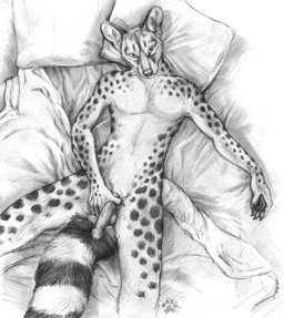anthro balls bed claws erection finger_claws fur furniture genitals high-angle_view holding_penis looking_at_viewer lying male markings nude nude_anthro nude_male on_back on_bed pawpads penis pillow ring_(marking) ringed_tail solo spots striped_markings striped_tail stripes tail tail_between_legs tail_markings blotch scratches_volume_5 genet mammal viverrid 2011 hi_res monochrome traditional_media_(artwork)