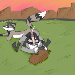 anal anal_penetration anthro brown_hair circumcised genitals grass hair male male/male morning outdoor_nudity outside penetration penis plant public public_sex sex ringoraccoon hipstar ringo_(ringoraccoon) mammal procyonid raccoon 1:1