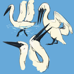 ambiguous_gender beak black_beak blue_background bubble feathered_wings feathers feet feral membrane_(anatomy) open_beak open_mouth partially_submerged simple_background solo standing swimming tail tail_feathers toes water webbed_feet white_body white_feathers wings indigosepiaetc his_dark_materials avian bird tualapi 1:1 2017 colored_sketch digital_drawing_(artwork) digital_media_(artwork) sketch sketch_page