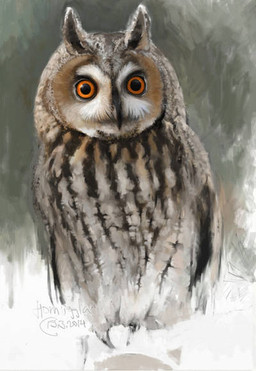 beak black_beak brown_markings feathers feral grey_body grey_feathers markings orange_eyes solo renum63 avian bird eared_owl long-eared_owl owl true_owl 2014 artrage_(artwork) digital_media_(artwork)