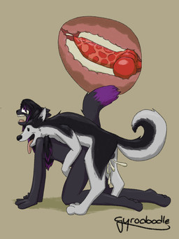 animal_genitalia animal_penis anthro anthro_on_feral anthro_penetrated balls bestiality bodily_fluids cum cum_drip cum_inside dipstick_tail dripping duo erection feral feral_penetrating feral_penetrating_anthro forced genital_fluids genitals knotting male male/male male_penetrating markings nude penetration penile penile_penetration penis rape sex tail tail_markings gyrodoodle canid canine canis domestic_cat domestic_dog felid feline felis husky mammal nordic_sled_dog spitz 3:4 hi_res