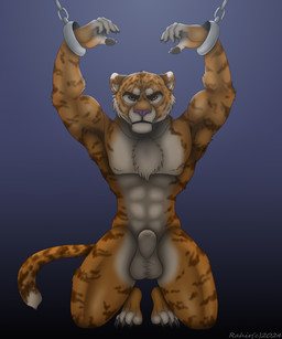 abs animal_genitalia anthro balls bdsm bound chain chained cuff_(restraint) fully_sheathed genitals handcuffs kneeling male metal_cuffs muscular muscular_male nude pecs pose restraints sheath solo rahir felid mammal pantherine tiger 5:6 digital_media_(artwork) hi_res