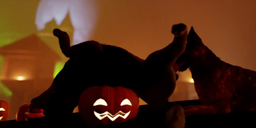 animal_genitalia animal_penis balls canine_genitalia canine_penis duo erection fellatio fellatio_from_feral feral feral_on_feral feral_penetrated feral_penetrating feral_penetrating_feral genitals glowing glowing_eyes holidays intraspecies knot knotted_penis male male/male male_penetrated male_penetrating male_penetrating_male oral oral_only oral_penetration penetration penile penile_penetration penis penis_in_mouth sex trioami260 halloween mythology canid canid_demon canine canis demon domestic_dog hellhound mammal mythological_canine mythological_creature 3d_(artwork) 3d_animation animated digital_media_(artwork) huge_filesize long_playtime sound video