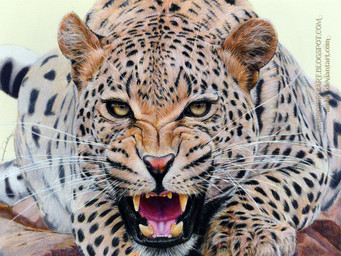 ambiguous_gender feral fur looking_at_viewer markings photorealism realistic solo spots spotted_body spotted_fur teeth tongue whiskers ambr0 felid leopard mammal pantherine graphite_(artwork) traditional_media_(artwork)