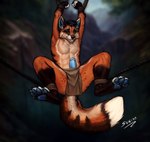 anthro bdsm bodily_fluids bondage bottomwear bound clothing cum erection genital_fluids genitals leaking_cum loincloth male pawpads penis solo spread_legs spreading suspension suspension_bondage sunitai archie_(thearchiefox) canid canine fox mammal hi_res