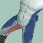 anthro avalon avalon_(blueavian) avalondragon avalonjay avian biped bird blue_body blue_feathers blue_jay corvid crotch_shot erection european_mythology feathers genitals greek_mythology hi_res high-angle_view jay_(bird) male male_anthro mythological_avian mythological_bird mythological_creature mythological_firebird mythology new_world_jay oscine passerine penis phoenix solo tapering_penis virtyalfobo white_body white_feathers