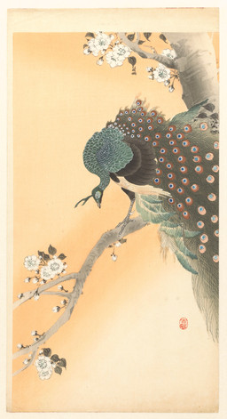 avian_feet beak biped bipedal_feral branch cjk_character feathered_crest feathered_wings feathers feral flower head_crest long_tail looking_down male male_feral on_branch peacock_feather plant scuted_feet scuted_legs scutes side_view simple_background solo standing tail tail_feathers tree wings ohara_koson public_domain avian bird galliform peafowl phasianid 20th_century absurd_res ancient_art hi_res traditional_media_(artwork)