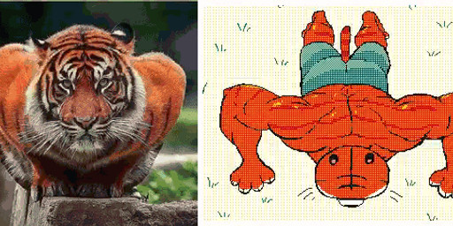 anthro anthrofied back_muscles bottomwear clothed clothing comparison exercise feral male muscular muscular_anthro muscular_male photo push-up reference_inset shorts solo topless topless_male whiskers workout keke_(artist) felid mammal pantherine tiger 2021 2d_animation 7:3 animated frame_by_frame loop reference_image